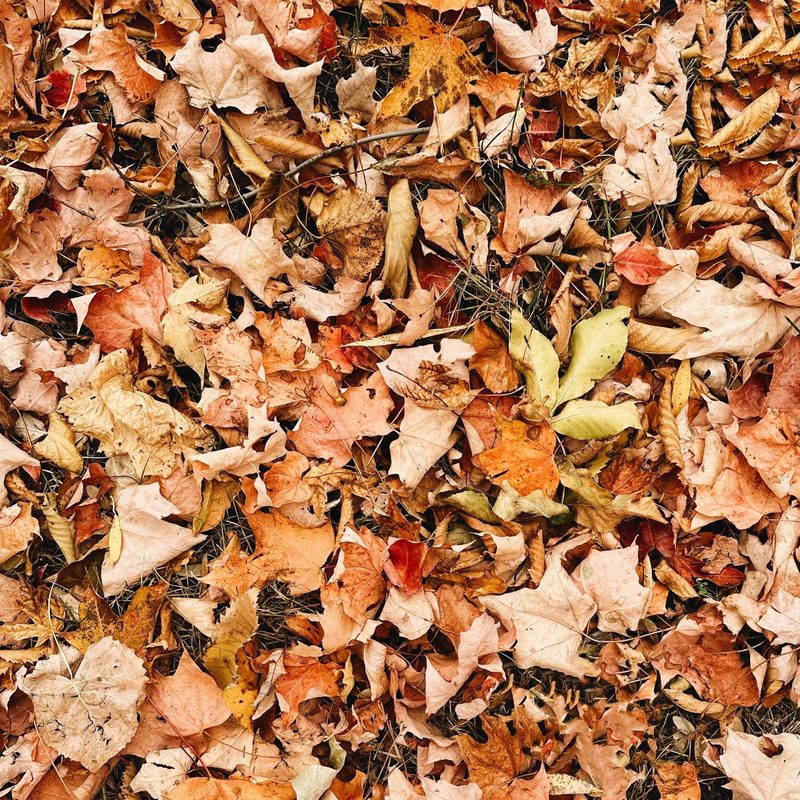 Fall leaves on the ground