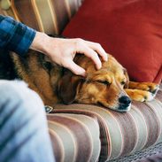 Sage sitting looking into the camera.